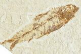 Two Detailed Fossil Fish (Knightia) - Wyoming #224543-3